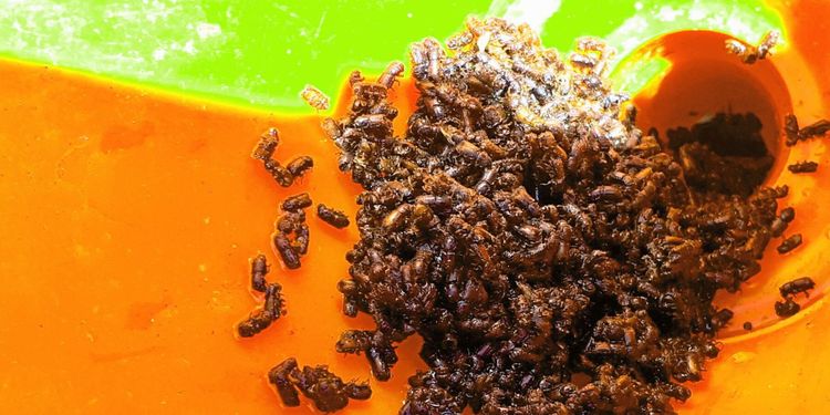 Slut på övervakningen – men faran inte över