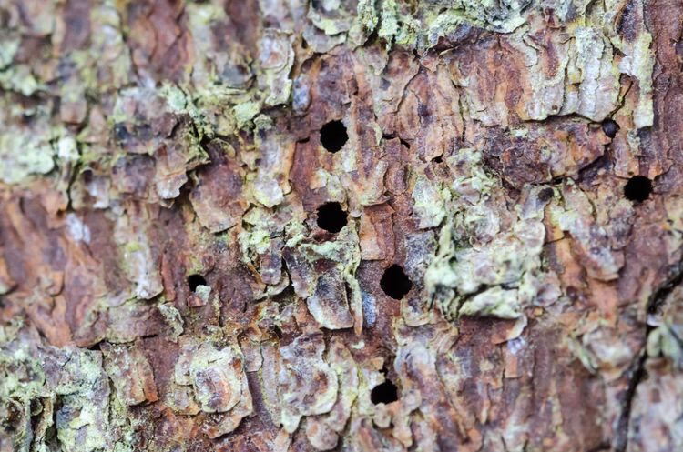 Små ingångshål i barken är ett tidigt tecken på angrepp av granbarkborre.
