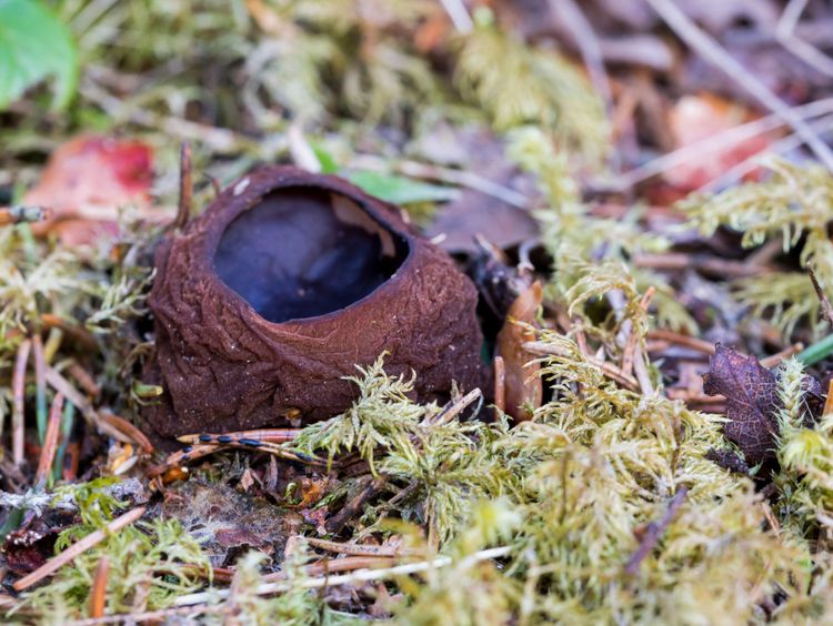 Bombmurklan är fridlyst i Sverige och ses även som en hotad art internationellt.