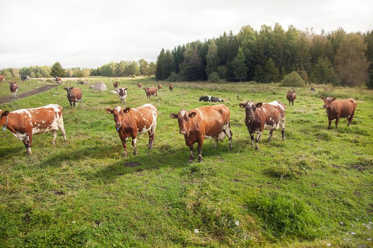 Kravcertifierade kor i kohage.