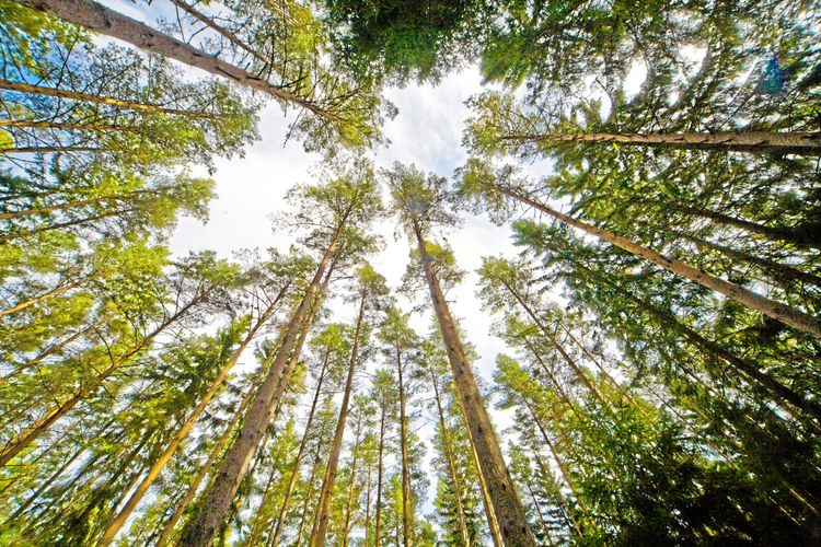 Det rör på sig i skogen, fast det kan vara svårt att se.