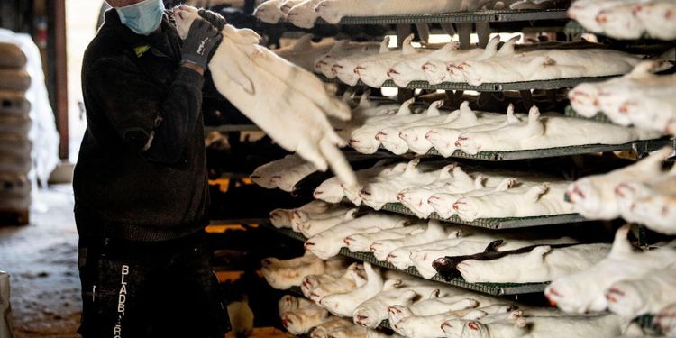 Alla danska minkar ska avlivas