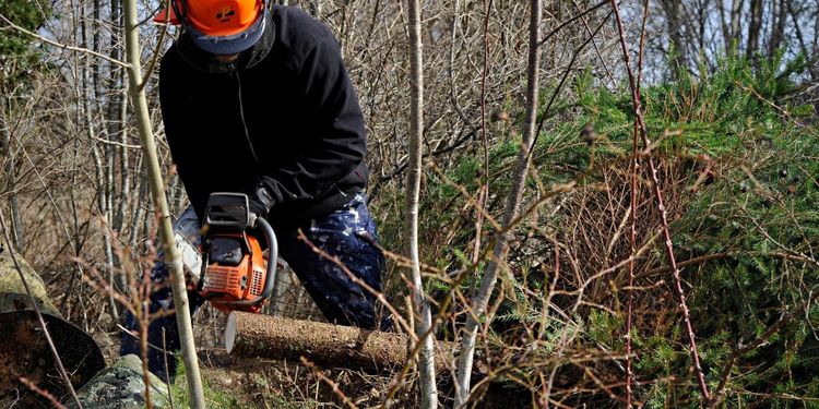 S vill satsa 800 miljoner på skogsröjning