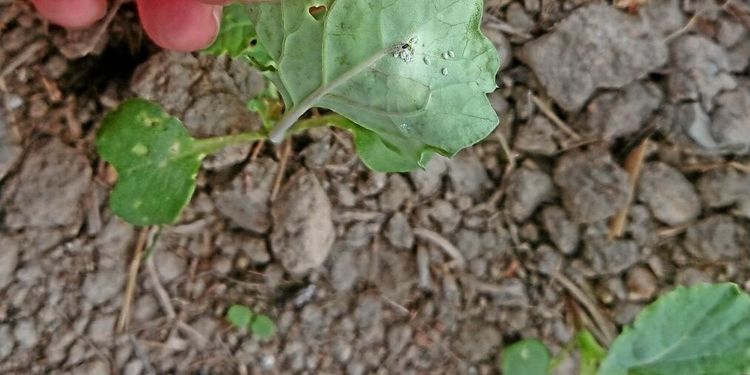 Nu ökar risken för skadegörare i rapsen