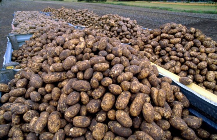 Sämre potatisskörd än i fjol