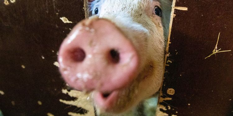 Grisåkeri hotas av miljonvite