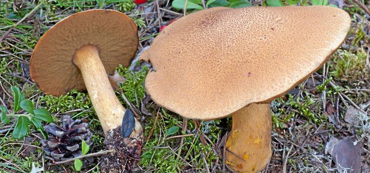 Andra svamparter i brukad skog