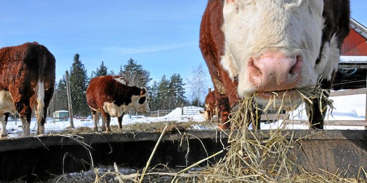 Ministrar vill ha mer EU-lagstiftning för djurvälfärd