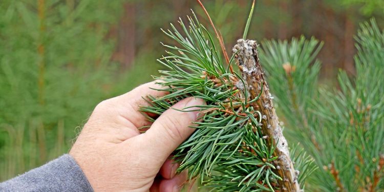 Fortsatt mycket stora betesskador i Götaland