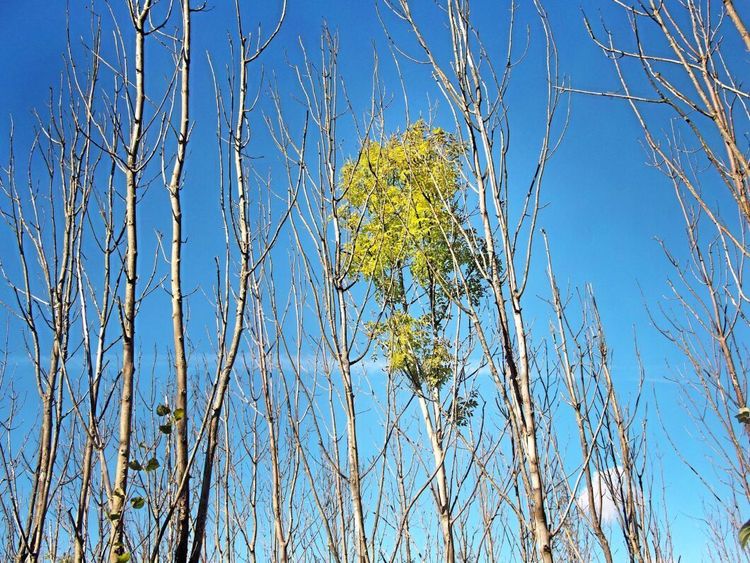 Kamp mot klockan för att rädda asken