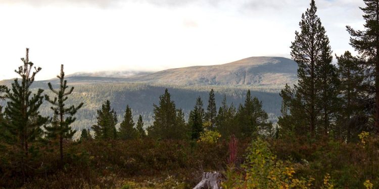 Miljarder på spel i tvist om fjällnära skog