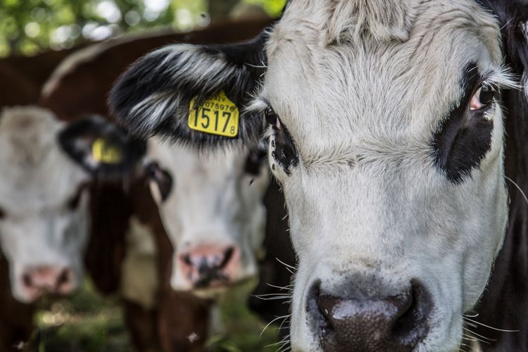 Kommunägda kor kan bli närproducerad skolmat i Kramfors.