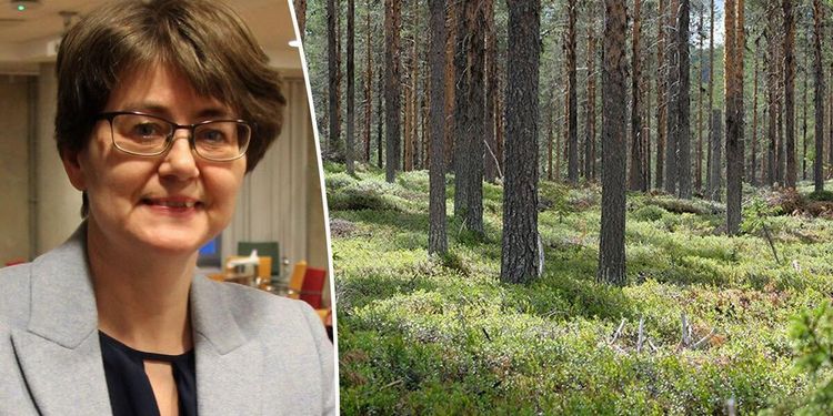 Hård kritik mot Skogsutredningen