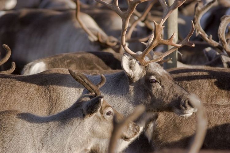 Sametinget ber om stöd för utfodring av renar.