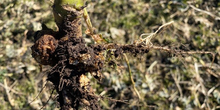 Klumprotsjuka ett ökande problem i höstraps