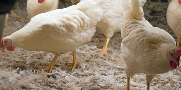 Newcastlesjuka på västsvensk gård