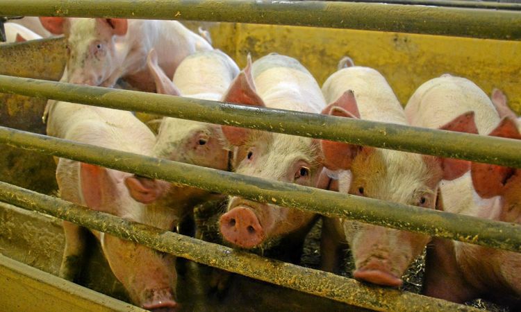 Färre kor, men fler grisar och tjurar till slakt