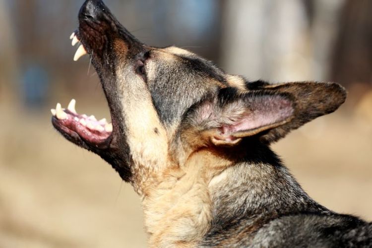 Hunden på bilden har inget samband med artikeln.