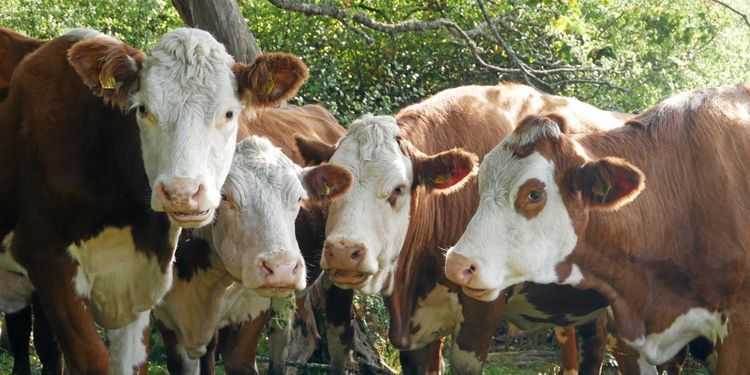 Stor efterfrågan lyfter priset på nötkött