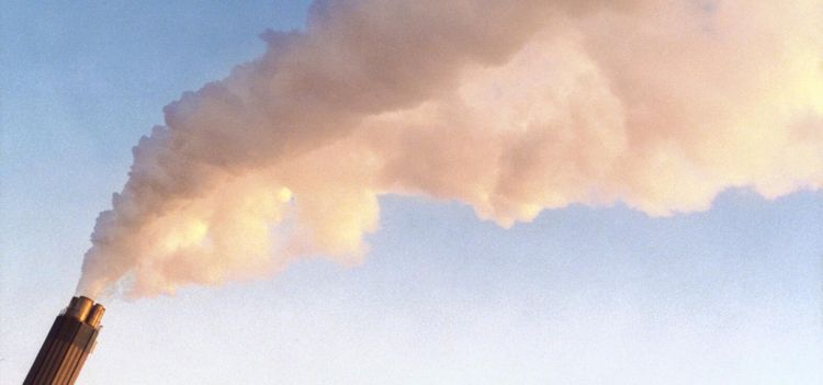 Träden kan ge svar på framtida klimatfrågor