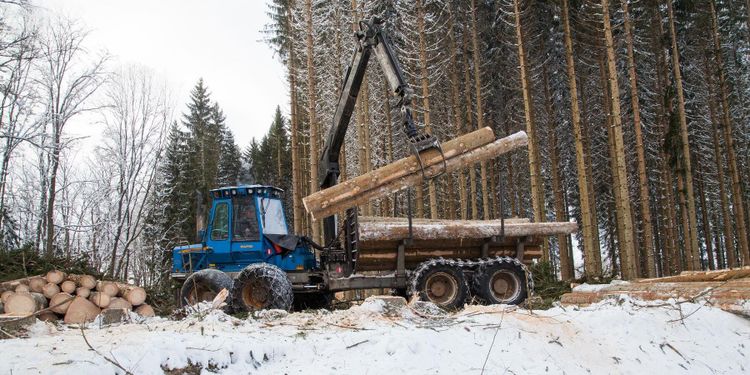 ”Stora skogsbolag nonchalerar sitt ansvar”