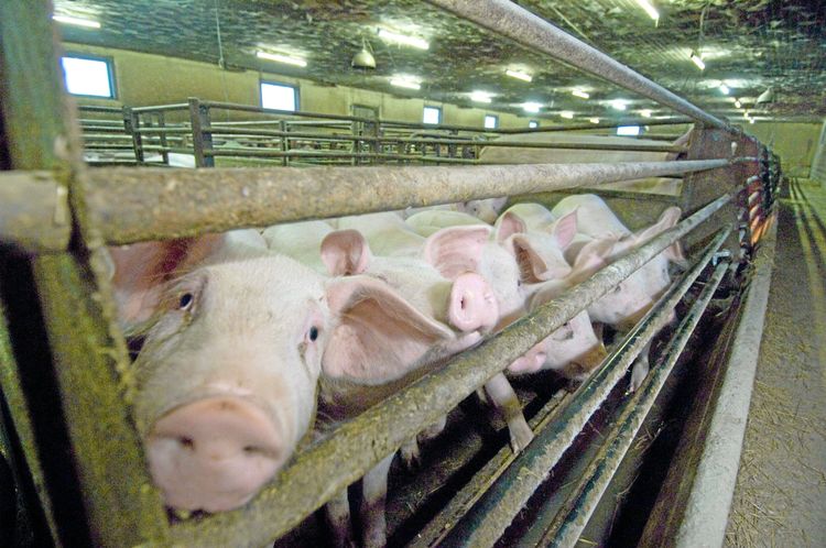 Av EU:s 28 medlemsländer är det fortfarande 26 som inte tillämpar hela grisdirektivet.