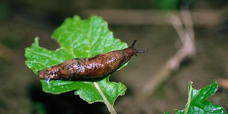 Ny robot ska döda sniglarna