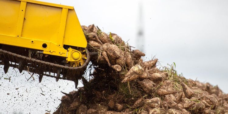Satsning på att flera ska odla sockerbetor