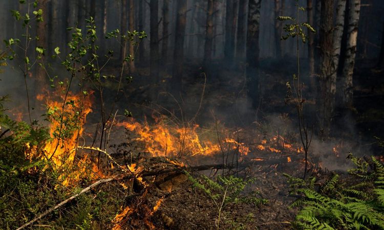 Eldningsförbud – stora skillnader på var du bor