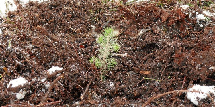 Många plantor försvinner på vägen