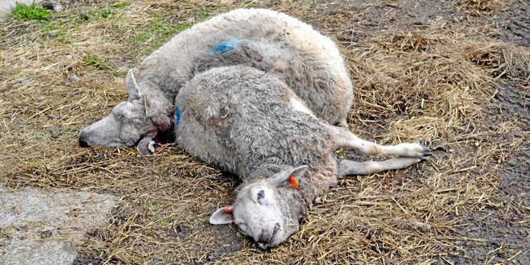 Angreppen på Molstaberg: Detta har hänt