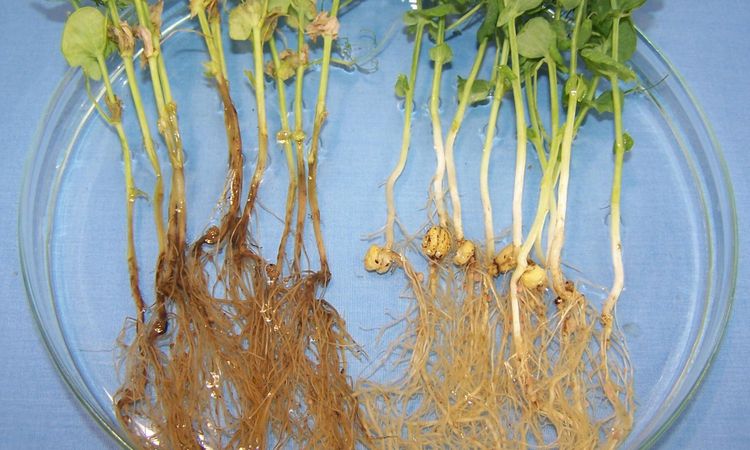 Så ska ärtrotrötan bekämpas