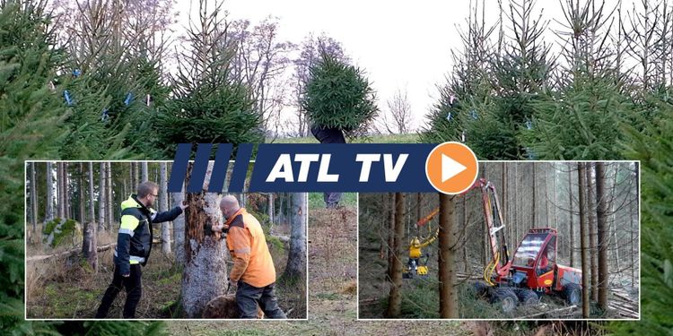 ATL TV: Stora skador efter barkborrarna