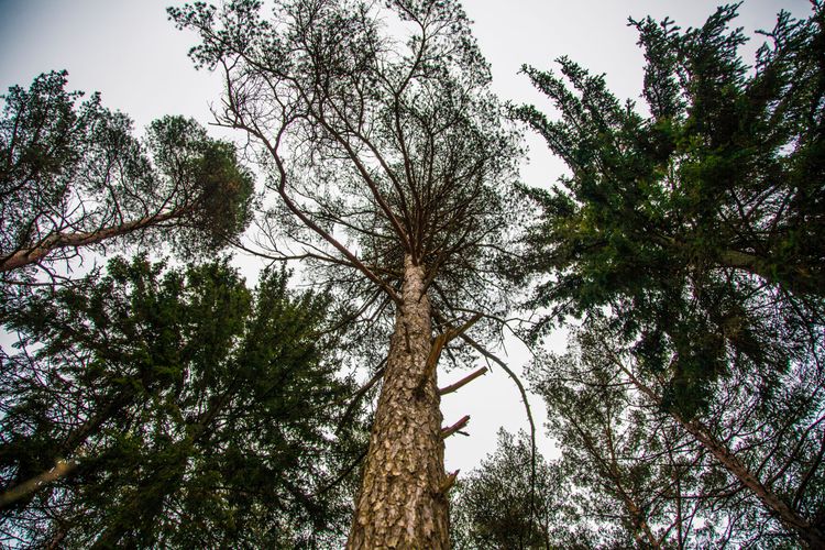 Nytt blod i Sveaskogs koncernledning