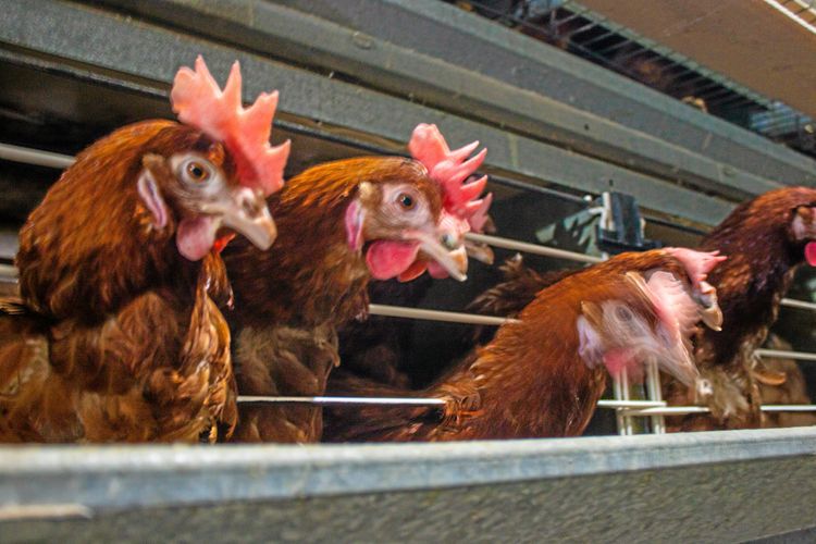 E20 fick stängas av helt i samband med att en djurtransport tappade flera lådor med höns på vägbanan. Bilden är en arkivbild.