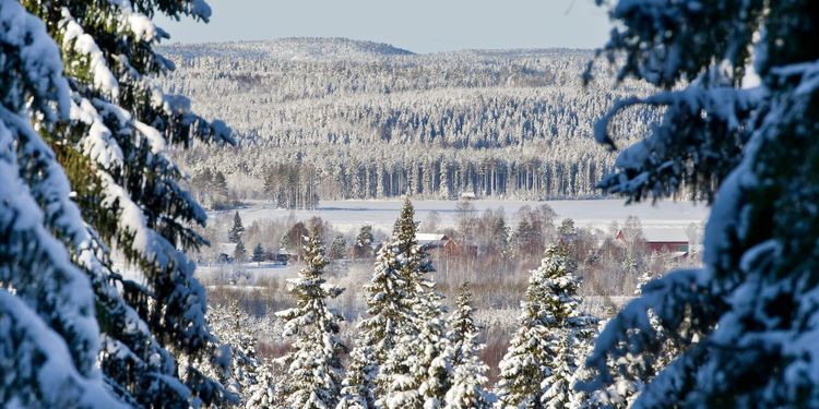 Halvtid för skogsutredningen
