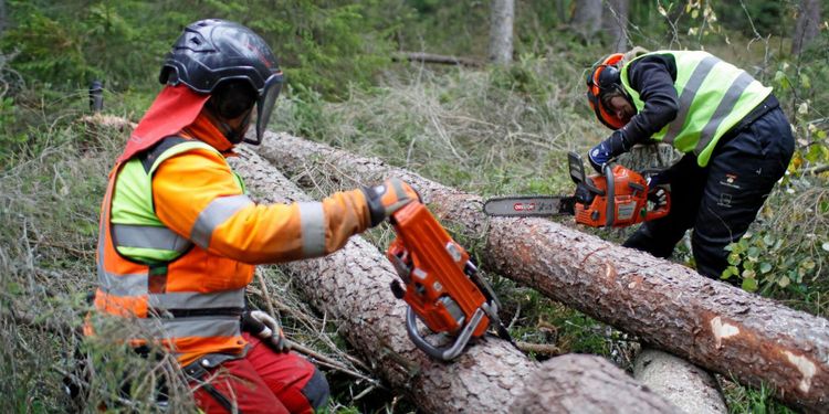 Trögt för jämställdhet i skogen