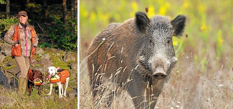 Skydda hunden mot arga svin