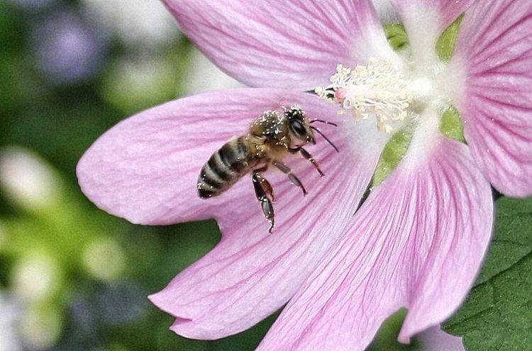 Kräver nej till glyfosat inom EU