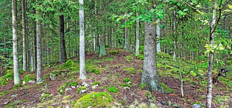 Så mycket skogsmark fick formellt skydd 2017