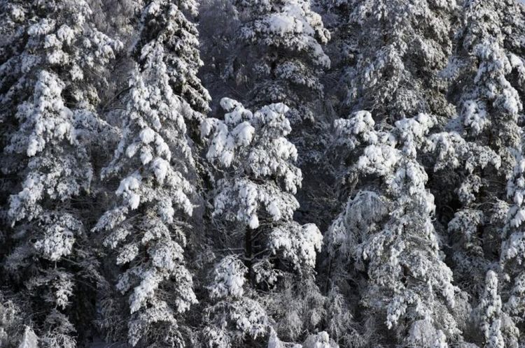 Vill se civil olydnad