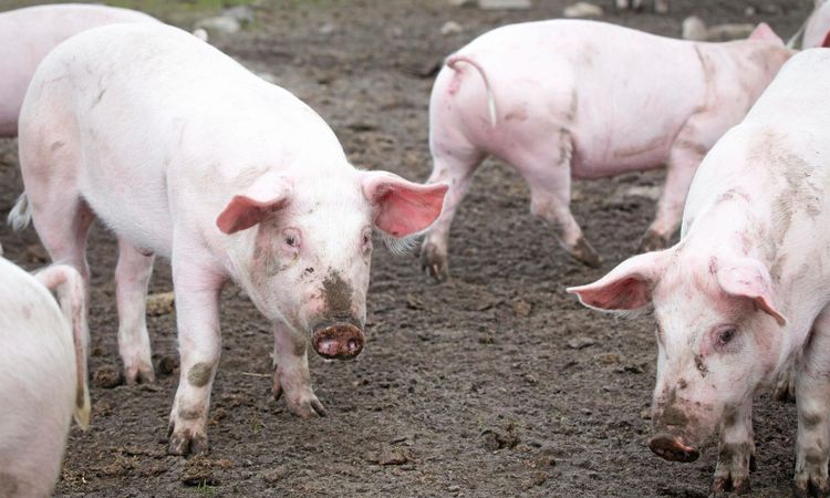 ”För oss är det minus i miljonklassen”