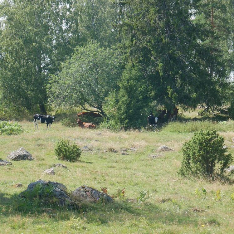 Kort Cap-uppdrag till Jordbruksverket