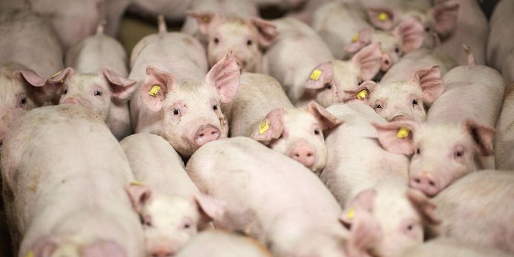 Danmark näst störst på grisköttsexport