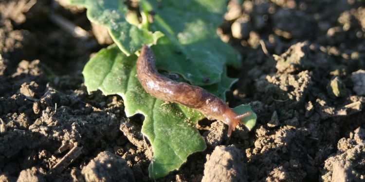 Stor risk för snigelangrepp