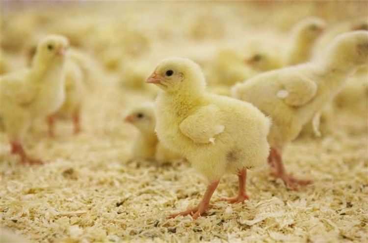 Uppåt för kyckling trots larmrapporter