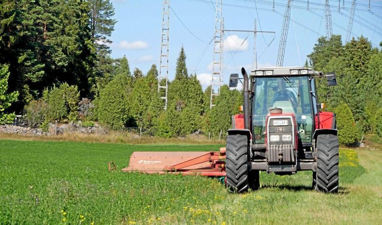 Djup rot räddar vallen