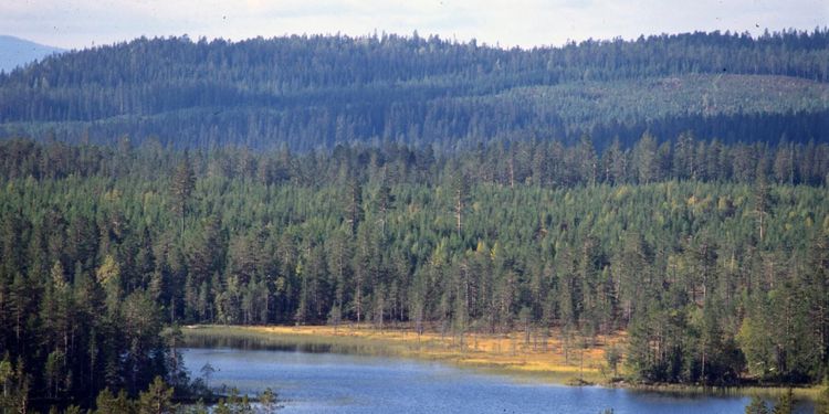 Flera nya skogsbolag efter delningen av Bergvik