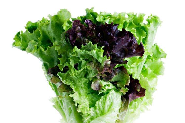 Ekologisk kalldusch för salladsodlare