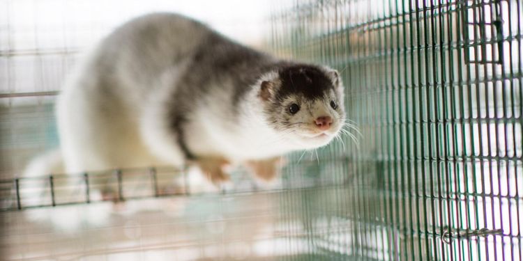 Coronasjuk mink har smittat människa